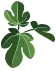 LaFigar Hojas Favicon